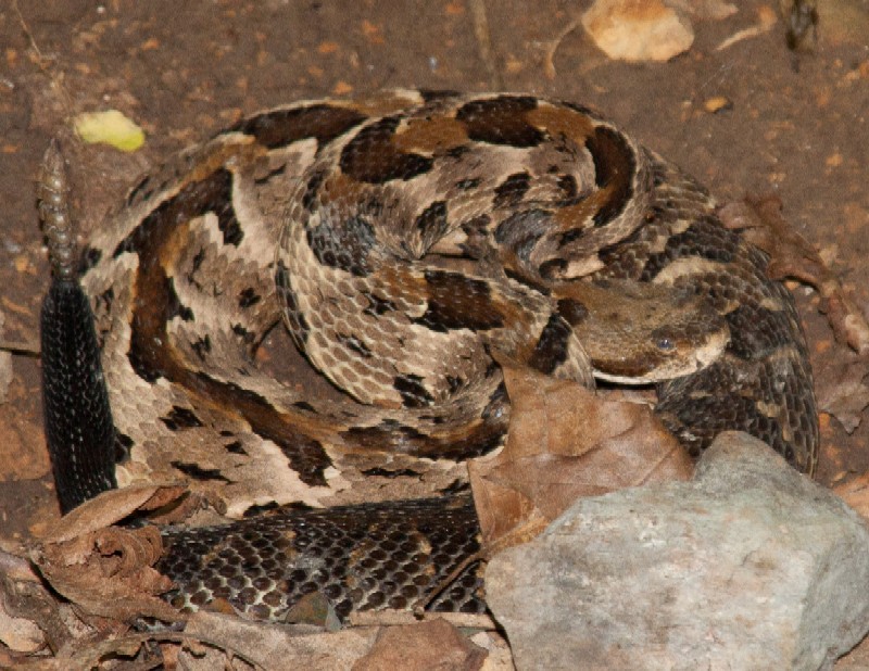West Meade Ecology